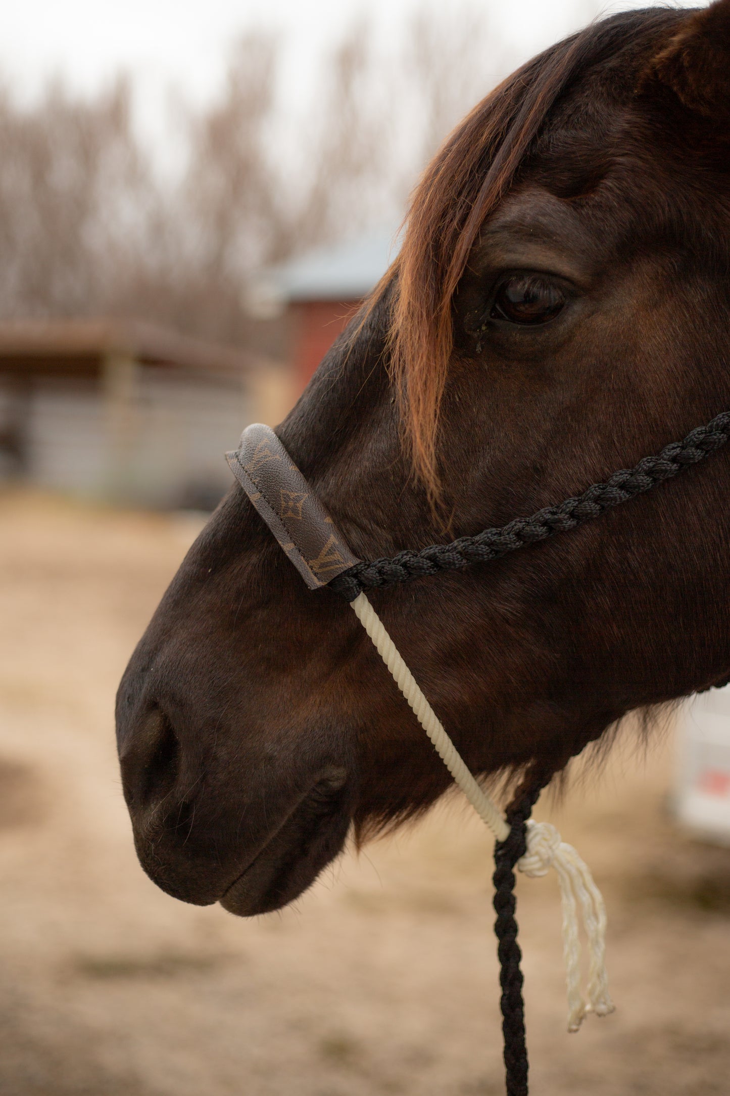 Custom LV Rope Noseband Halter