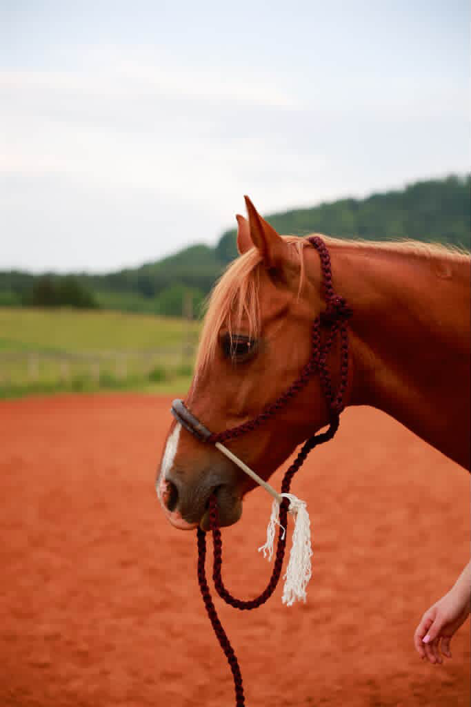 Custom LV Rope Noseband Halter