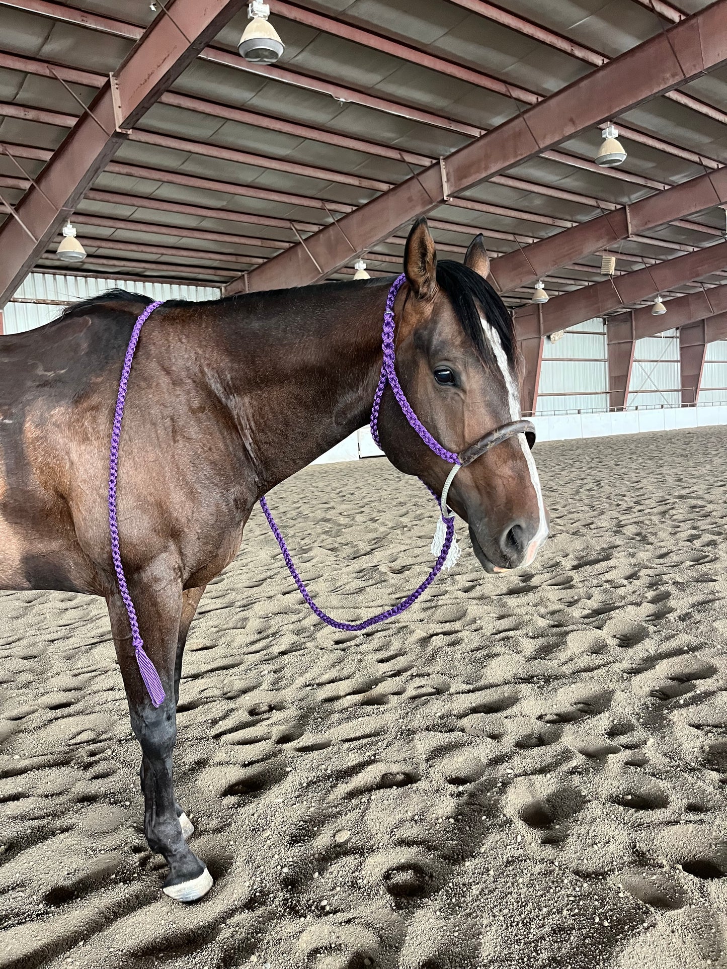 Custom LV Rope Noseband Halter