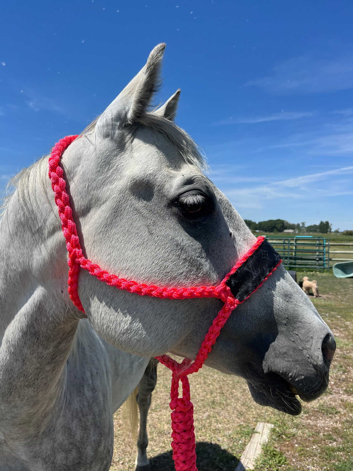Custom LV Flat Braided Halter